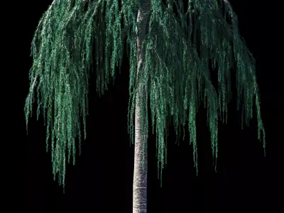 Cedrus Atlantica Glauca Pendula Cedar 3d model 3D model