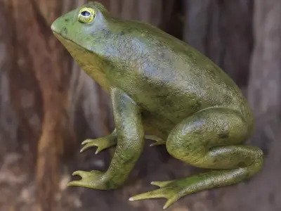 Frog Toad Low-poly 3D model