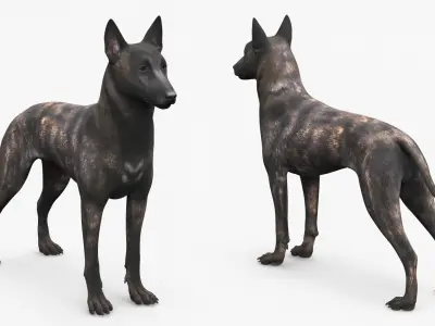  Dog Dutch Shepherd 