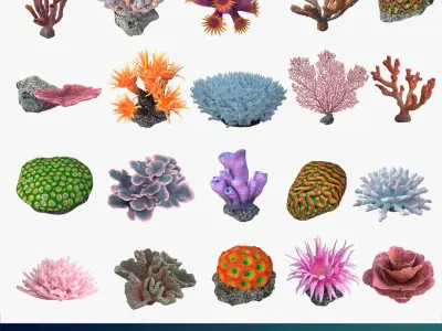  corals and coral fishes collection 