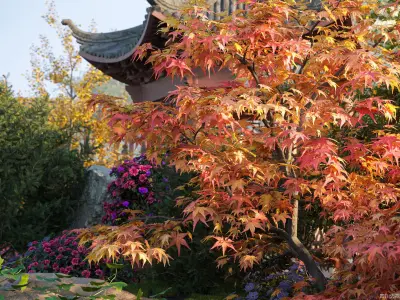 Maxtree Plant Models Vol 86 - Mesh 3D model