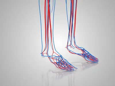 Human Circulatory System Low-poly 3D model