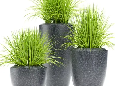 GRASS plant 111 3D model