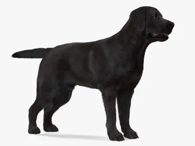  Labrador Dog Black Rigged Fur for Maya 