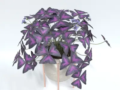 oxalis purple  3D model
