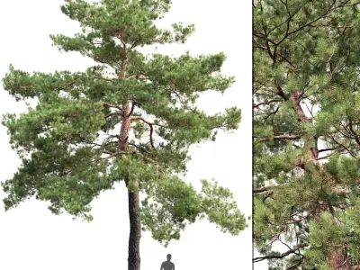  Pinus Sylvestris Pack #2 