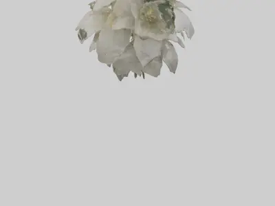Moonflower model 3D model