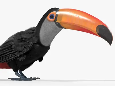  Wild Toucan Bird Fur For Blender 