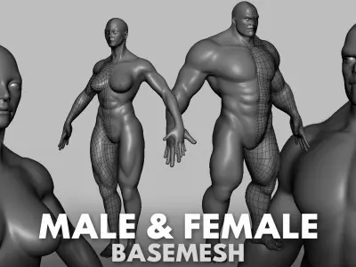 Blender - Muscular Male & Female Anatomy - Topology + UV