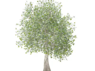 Olive Tree with Fruits 3D model