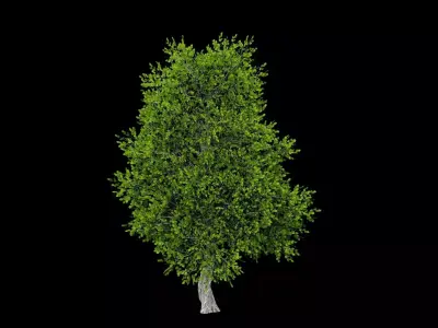 Realistic Tree Low-poly 3D model