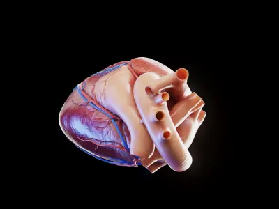  Human Heart 