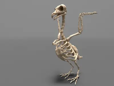 Birds - Skeletal  Low-poly 3D model purchase