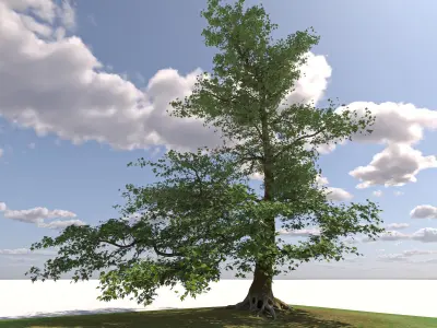 San Benedetto plane tree 3D model