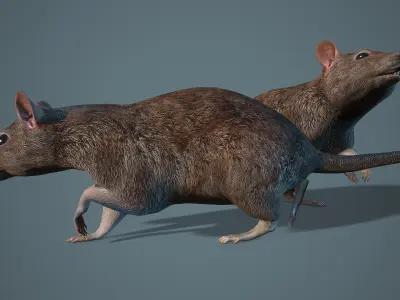  Rat 12-animations Game ready props Low-poly 