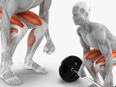  Male Muscular System Deadlift Animated Rigged 