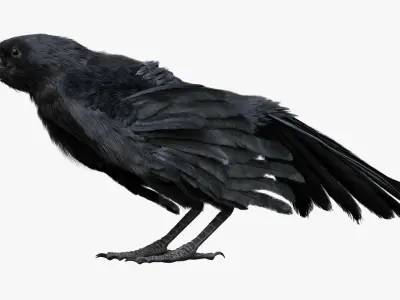  Crow Fur Anatomy 3D 