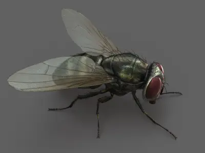  Housefly (2) (Animated) 