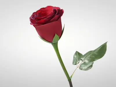  Hyperreal Rose Flower Animated 