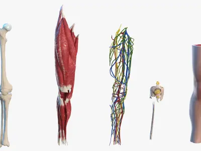  Knee Human Anatomy Rigged 