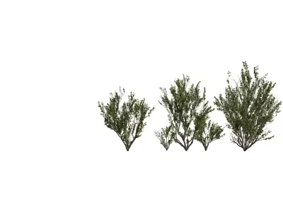 Realistic Shrub   Bush Growth Pack Low-poly 3D model