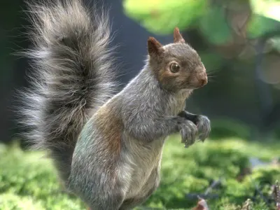  Squirrel RIGGEDFUR 