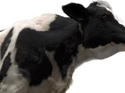  Dairy Cow (Rigged) 