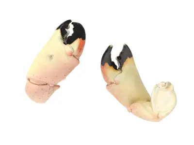 Stone Crab Claws 7 Models