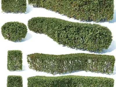 Cotoneaster lucidus 5 hedges collection 3D model