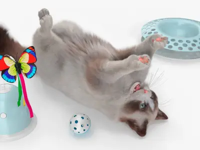  Ragdoll Cat Playing with Cat Teaser Toy Fur for Cinema 4D 