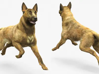  Dutch Herding Dog in Run Pose Gold Brindle Fur 