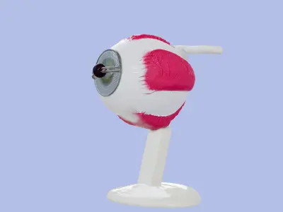 3D Eye Anatomy and Microanatomy Model 3D print model