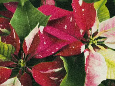 Tropical Parrot Jungle Wallpaper Texture