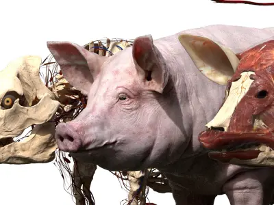  Pig Anatomy 