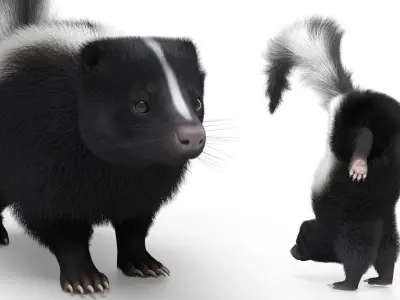  American Striped Skunk Defensive Fur Animated Rigged For Blender 