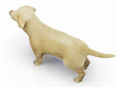  Full Dog Male Anatomy Static - Hair and Fur 