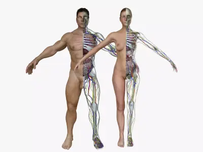Male and Female Full Body Anatomy 3D model