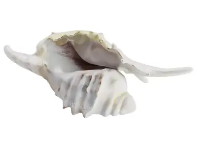 Murex Seashells Collection 3D model