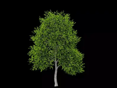 Realistic Tree Low-poly 3D model