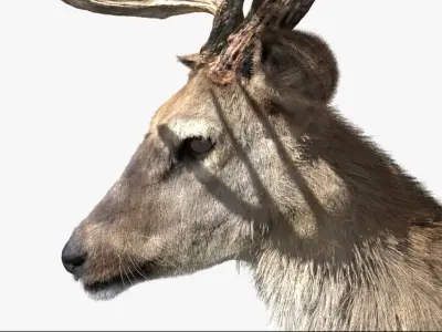  DeerFurAnimatedRigged 3D 