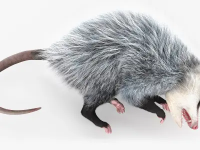  Opossum Dead Pose Fur for Maya 