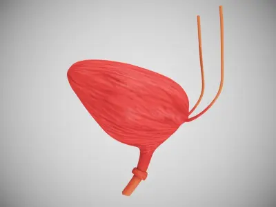 Bladder with Cross-Section 3D model