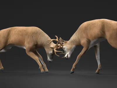  Whitetail Deer Fighting 
