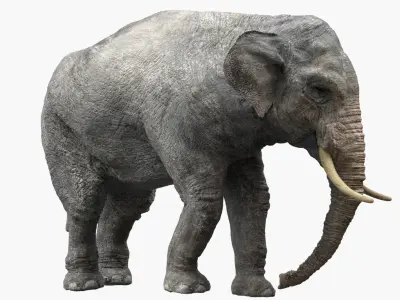  Asian Elephant(Rigged) 