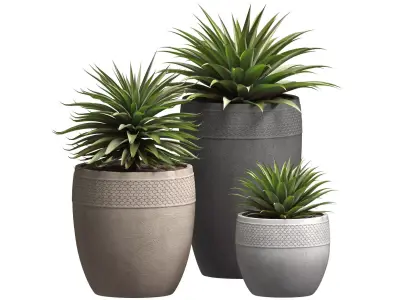 Beautiful Decorative Agave plants in outdoor pots  3D model