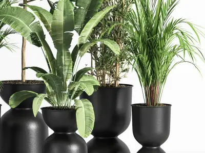 Indoor Plant set 01Z 3D model