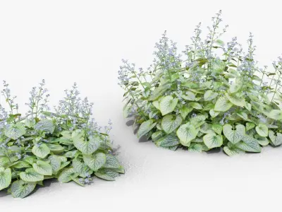 Brunnera macrophylla Jack Frost 3D model