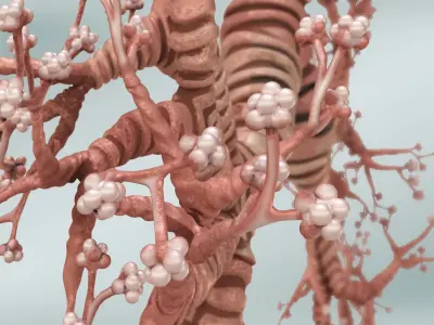 Tracheae Low-poly 3D model