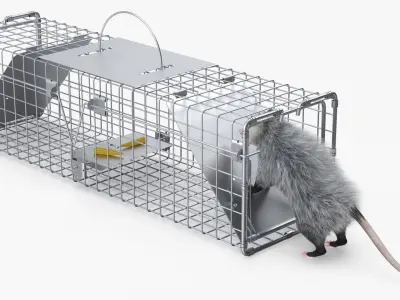  Opossum Trapped with Bait Inside Fur 