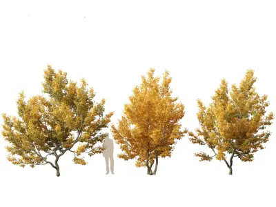 Acer campestre - Hedge maple 01 3D model